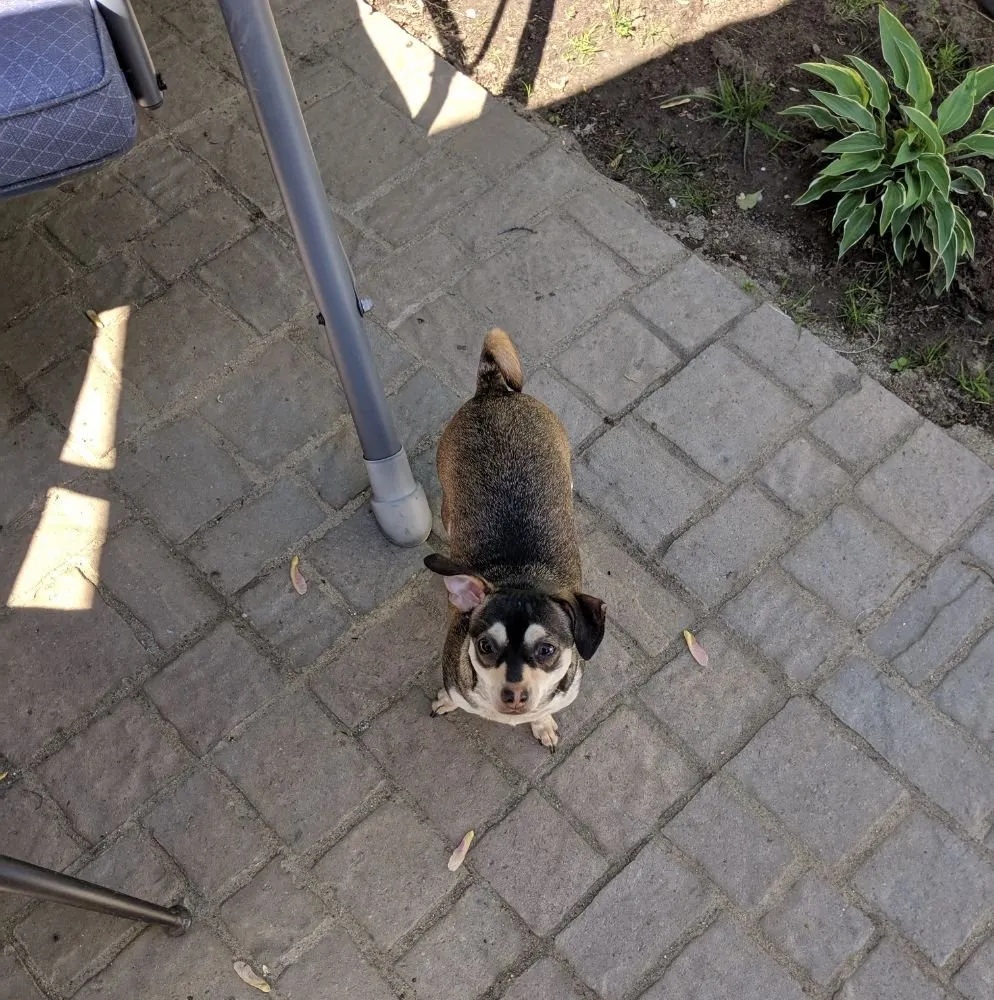 Reliable lawn mowing service in Royal Oak, MI by Lawn Barbers