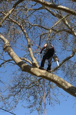 Lawn Beautician Logo
