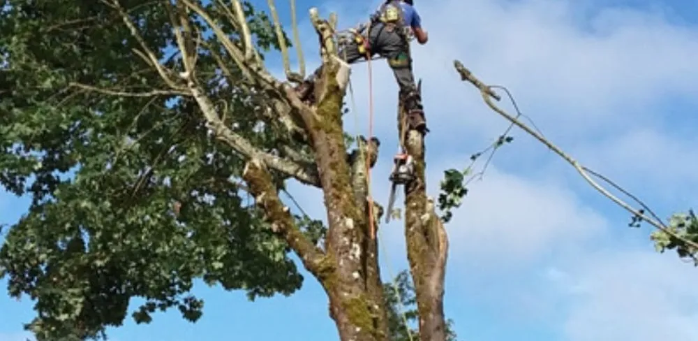 Local yard maintenance for outdoor upgrades across Towanda, PA - Lawn Beautician