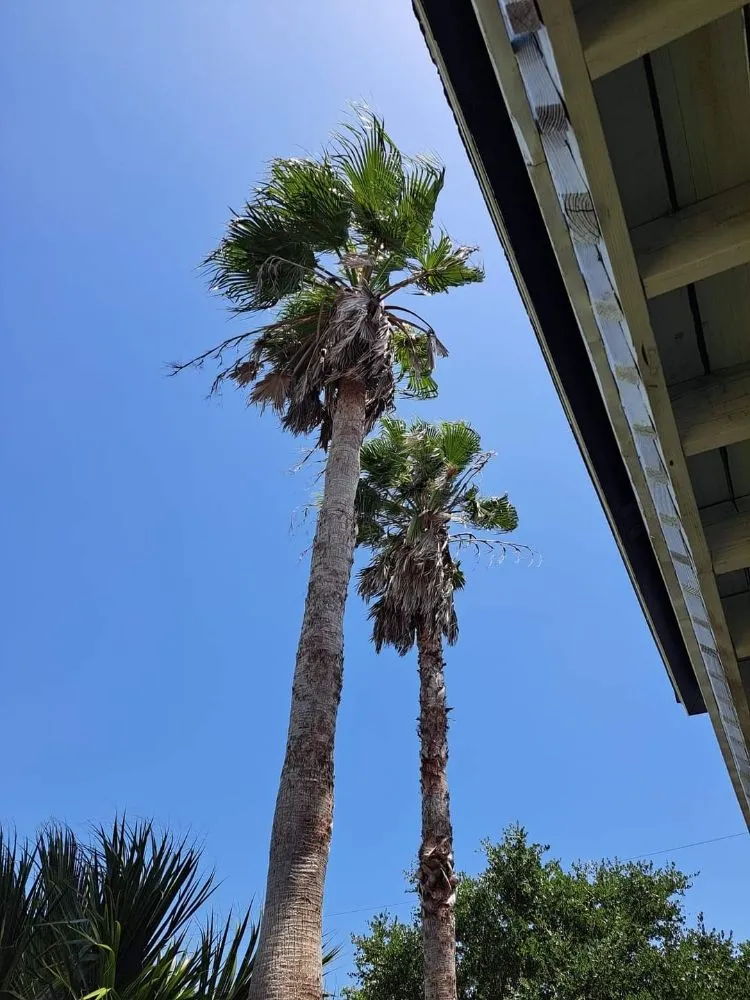 Trusted yard maintenance experts serving Dickinson, TX - Lawn Boss