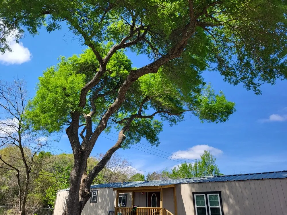 Custom yard maintenance experts serving Dickinson, TX - Lawn Boss