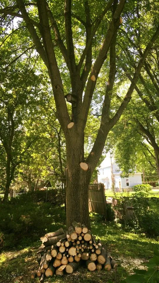 Affordable residential landscaping for year-round maintenance in Fond du Lac, WI by Lawn Boy