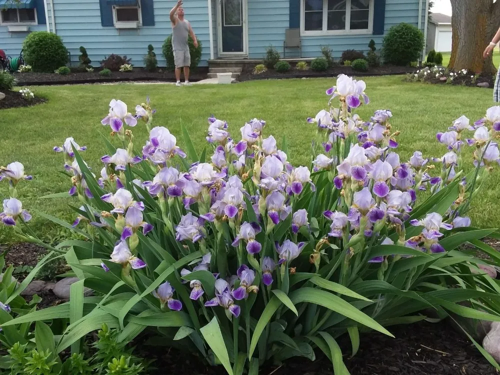 Local yard maintenance for year-round maintenance in Risingsun, OH by Lawn Boy Landscaping