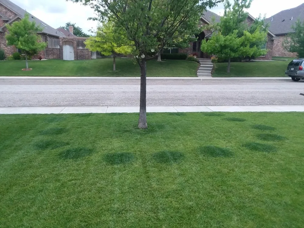 Local outdoor landscaping experts serving Amarillo, TX - Lawn Boy Services