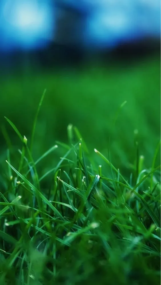 Local outdoor landscaping in Bucklin, MO - Lawn-Boyz