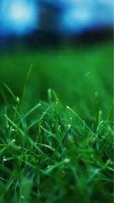Lawn-Boyz