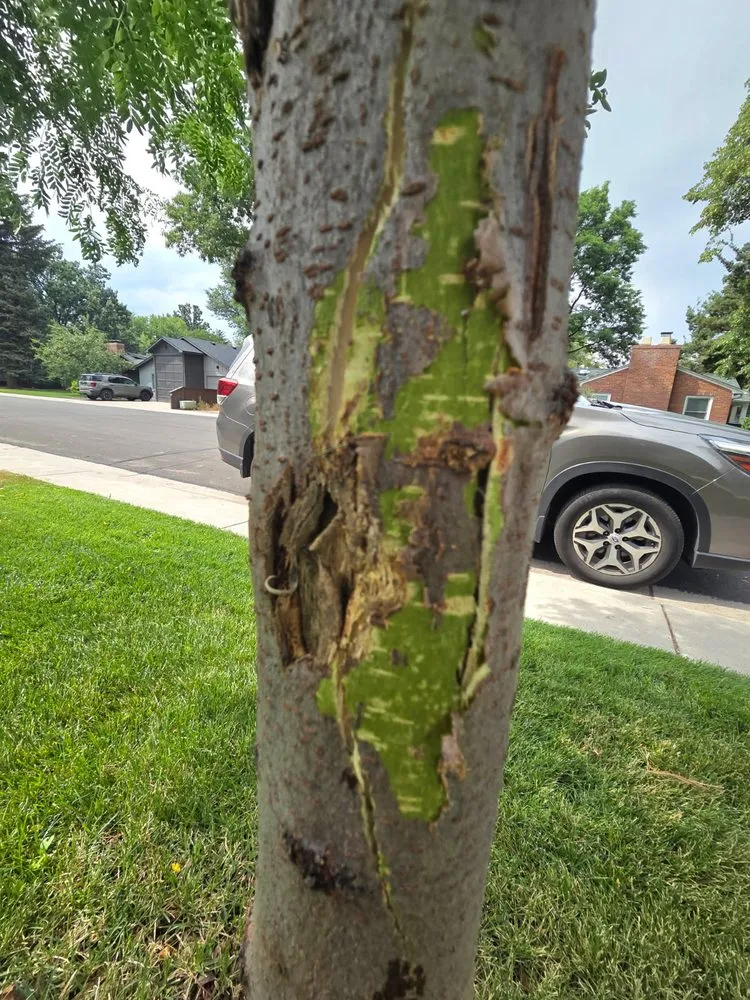 Professional landscaping services in Fort Collins, CO - Lawn Brothers Landscaping