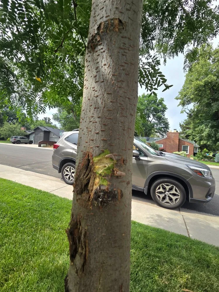 Custom landscape design in Fort Collins, CO - Lawn Brothers Landscaping