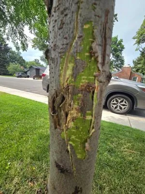 Lawn Brothers Landscaping Logo