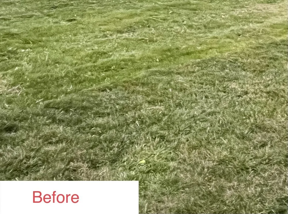 Reliable residential landscaping for year-round maintenance across Manalapan, NJ - Lawn Buddies