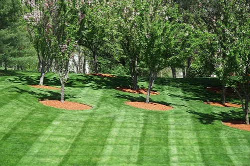Affordable residential landscaping for residential properties across Eddington, PA - Lawn Buddys