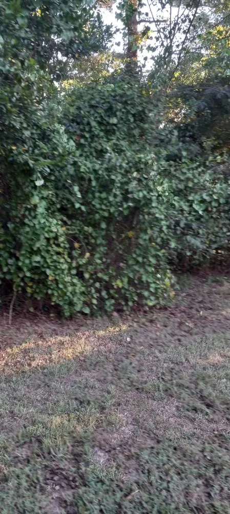 Expert outdoor landscaping in Gladewater, TX - Lawn Butler