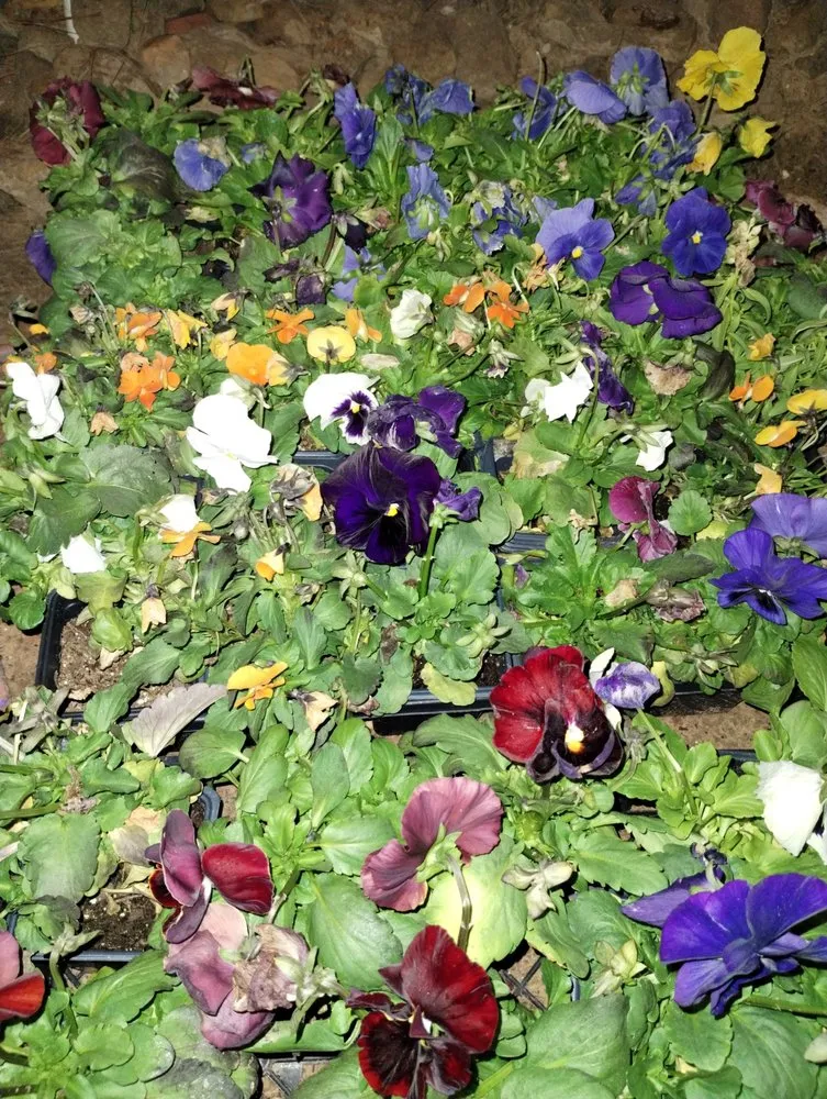 Trusted yard maintenance in Gladewater, TX - Lawn Butler