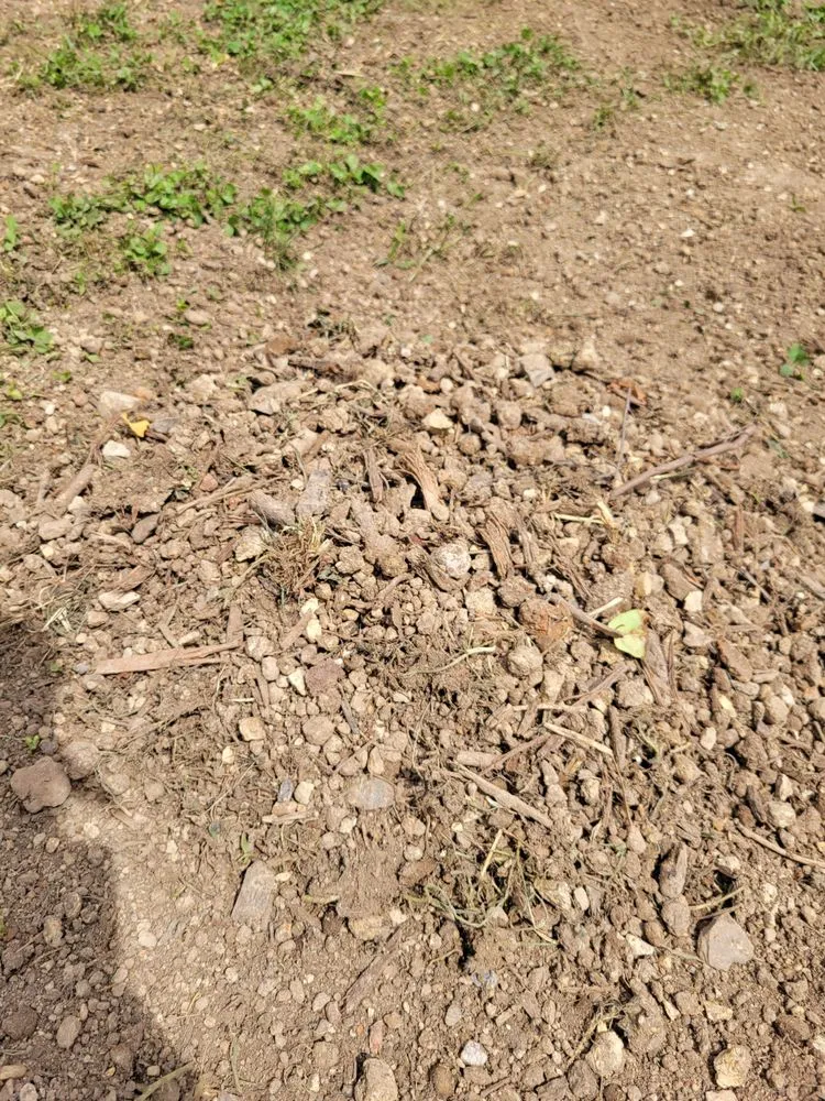 Local yard cleanup service experts serving Knoxville, TN - Lawn Butler