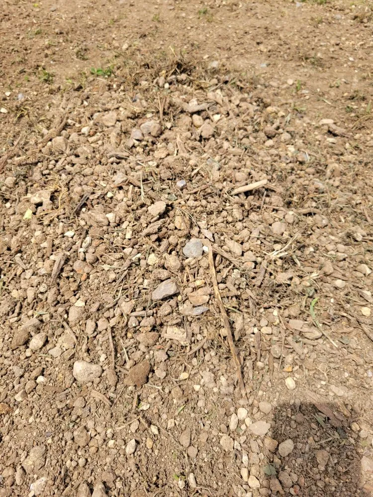 Expert lawn mowing service for year-round maintenance in Knoxville, TN by Lawn Butler