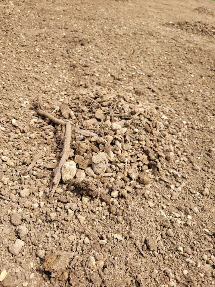 Local yard cleanup service in Knoxville, TN by Lawn Butler