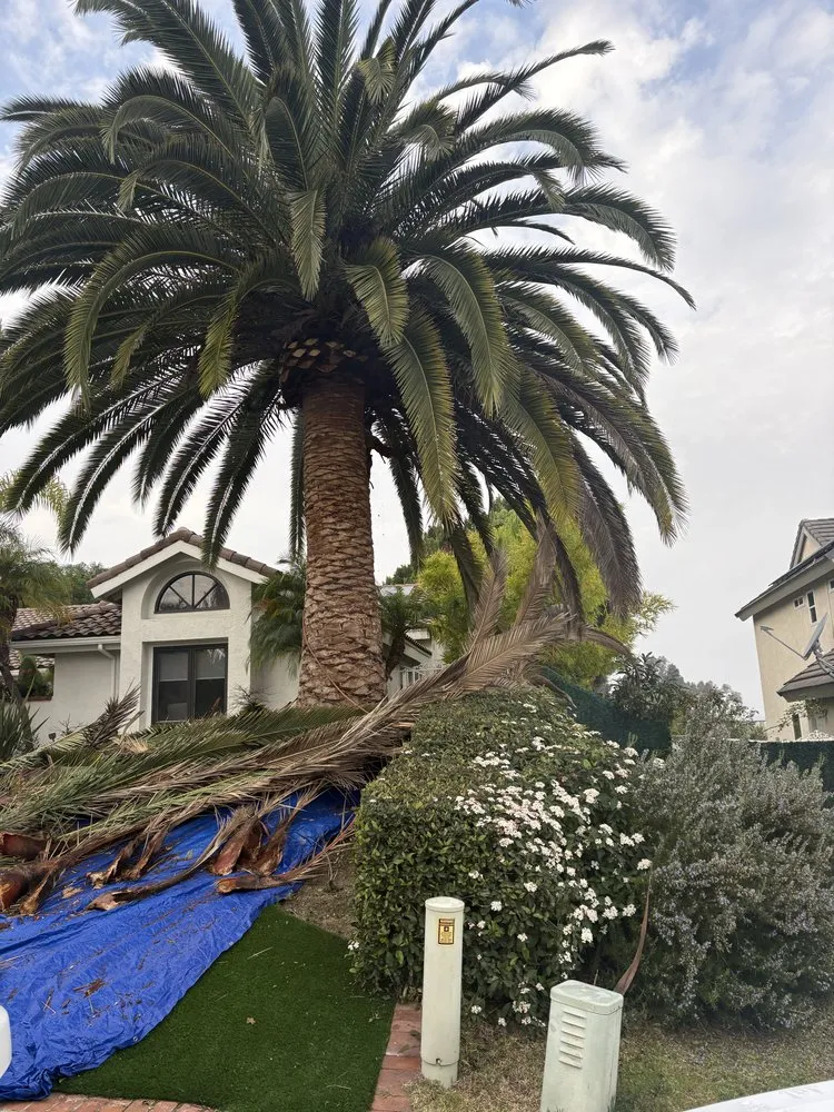 Affordable landscape design for year-round maintenance across Orange County, CA - Lawn By Twins