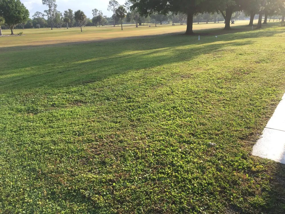 Expert landscape design in Avon Park, FL - Lawn care