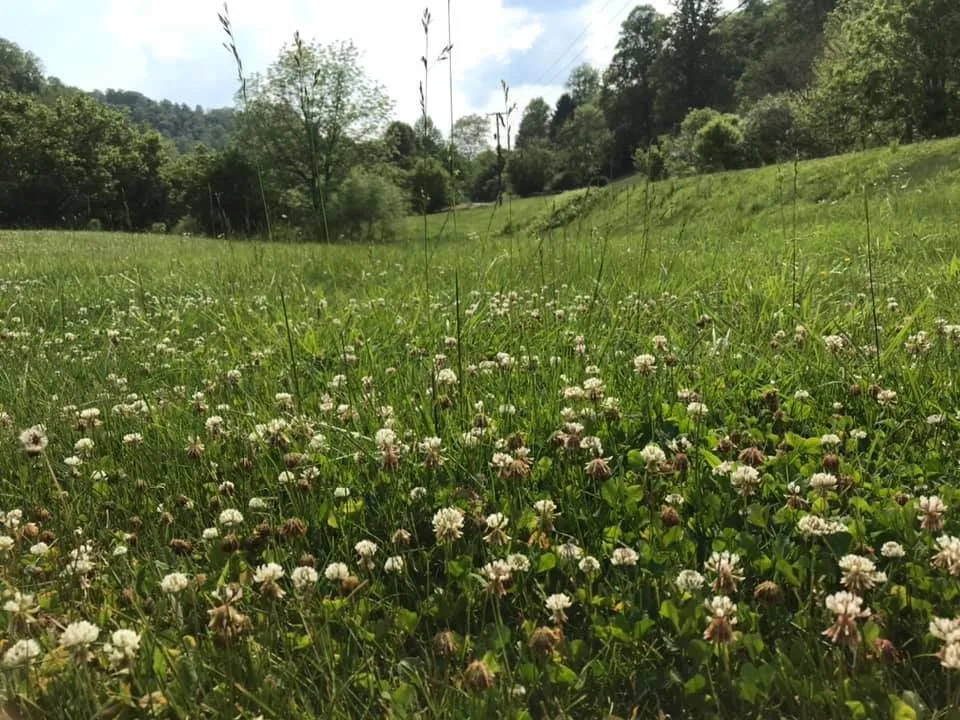 Custom landscaping services for outdoor upgrades across Duffield, VA - Lawn Care by Elliott