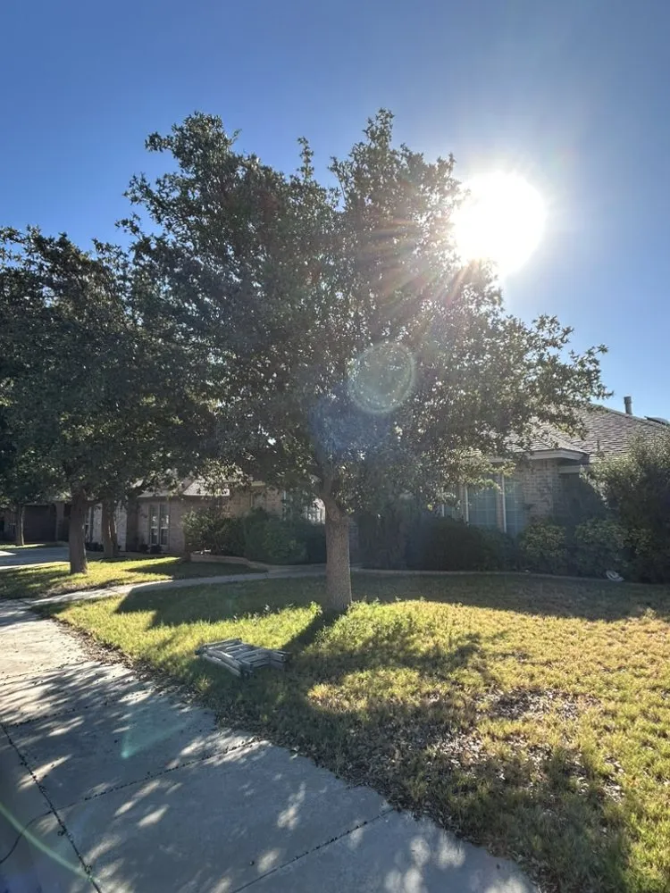 Top-rated outdoor landscaping for year-round maintenance in Midland, TX by Lawn Care By Jonny