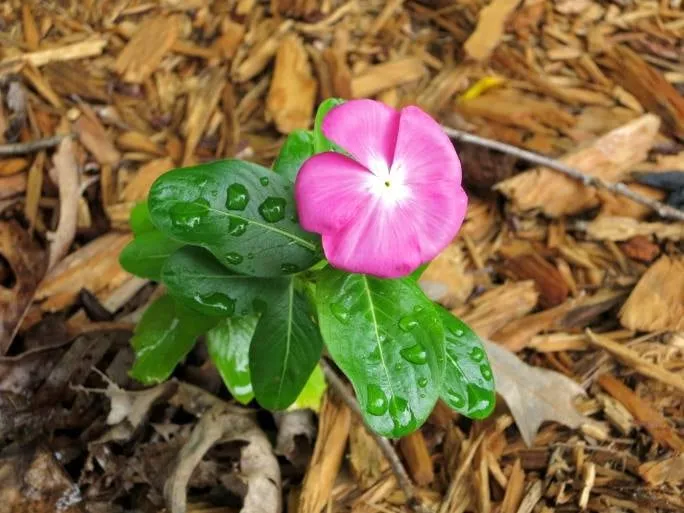 Custom residential landscaping for year-round maintenance in Tampa, FL by Lawn Care By Roger