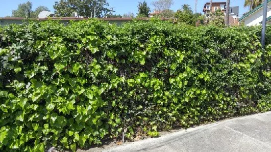 Local landscape design for homes across Cape Coral, FL - Lawn Care Cape Coral