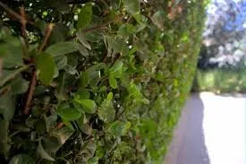 Reliable landscaping services with custom design across Cape Coral, FL - Lawn Care Cape Coral