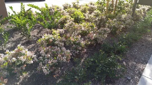 Professional landscape installation in Cape Coral, FL by Lawn Care Cape Coral