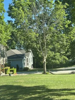 Lawn Care John By John Myers Logo