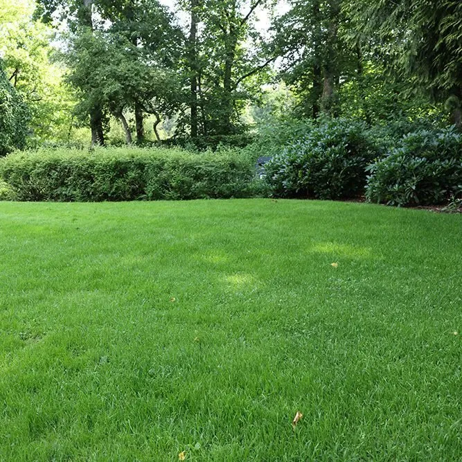 Professional residential landscaping experts serving Plano, TX - Lawn Care Lawn Weed Control