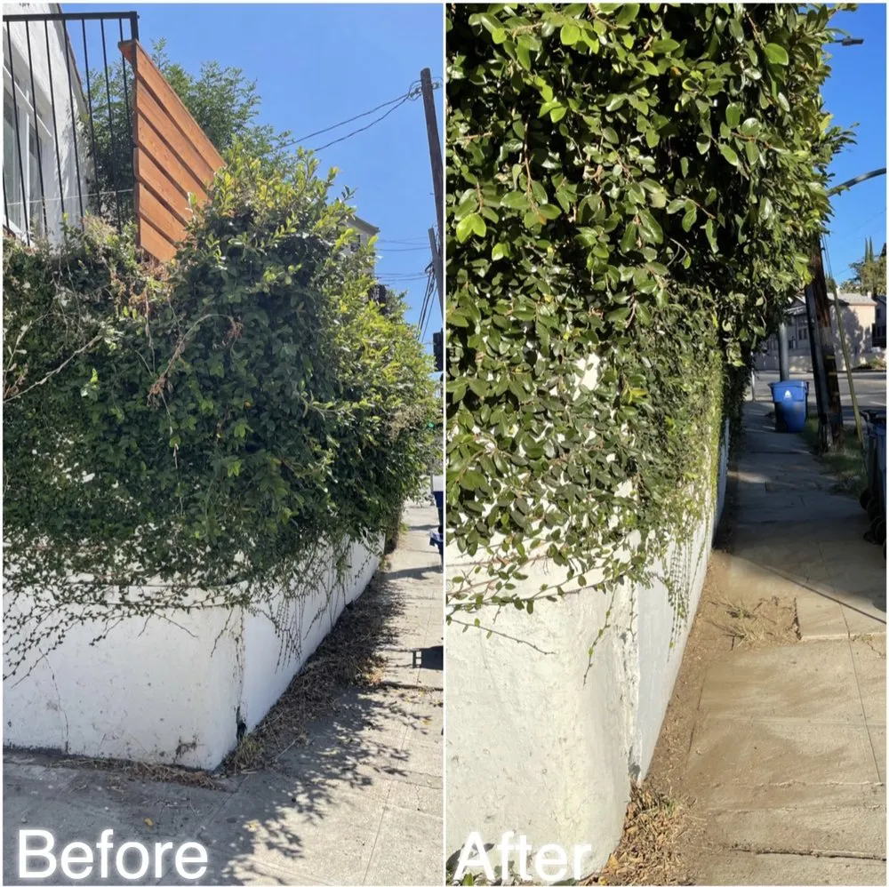 Trusted lawn mowing service in Los Angeles, CA - Lawn Care