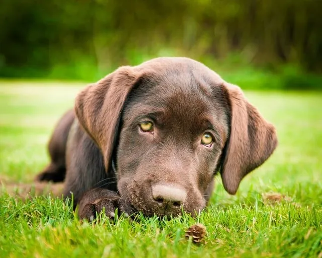 Affordable lawn mowing service in Kearns, UT - Lawn Care MVP