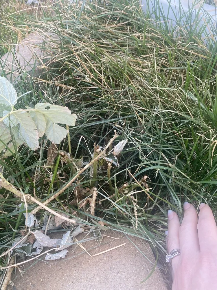 Top-rated garden landscaping experts serving Kearns, UT - Lawn Care MVP