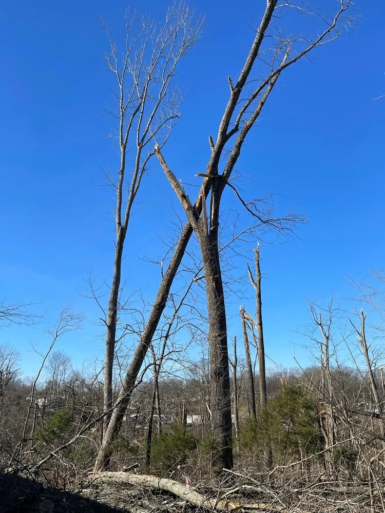 Top-rated residential landscaping experts serving Portland, TN - Lawn Care Pros