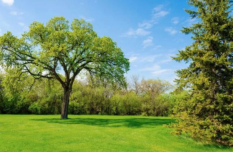 Expert landscape installation in Naples, FL - Lawn care Rick fix it