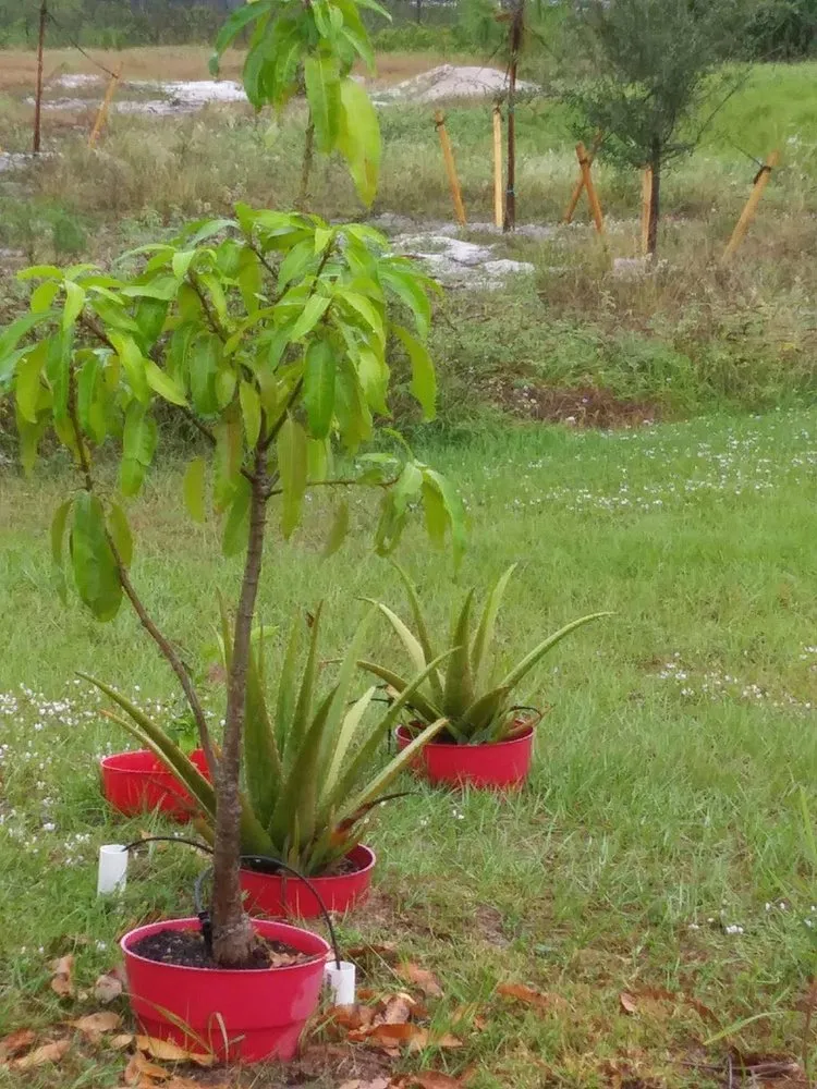 Professional garden landscaping experts serving Naples, FL - Lawn care Rick fix it