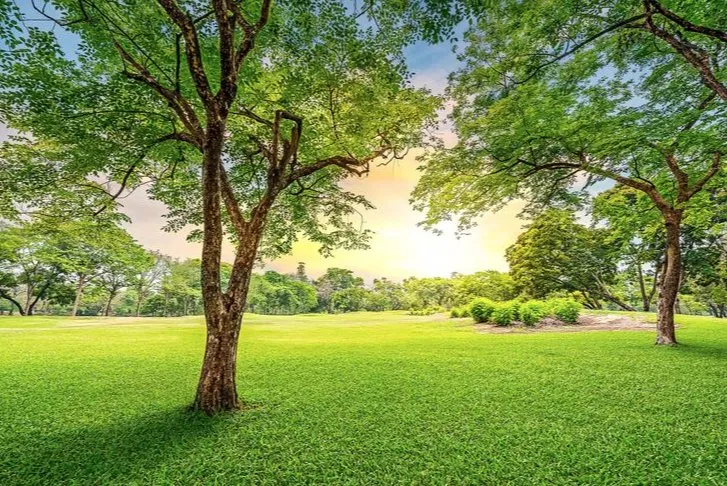 Trusted outdoor landscaping in Naples, FL - Lawn care Rick fix it