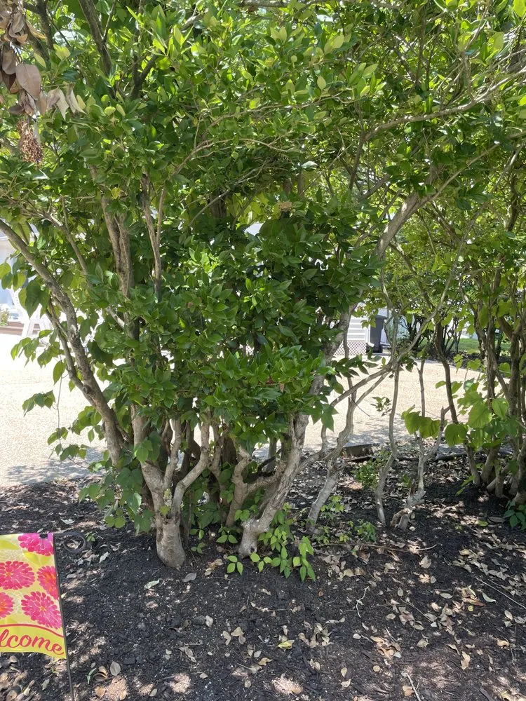 Local garden landscaping experts serving Newport News, VA - Lawn Care Service