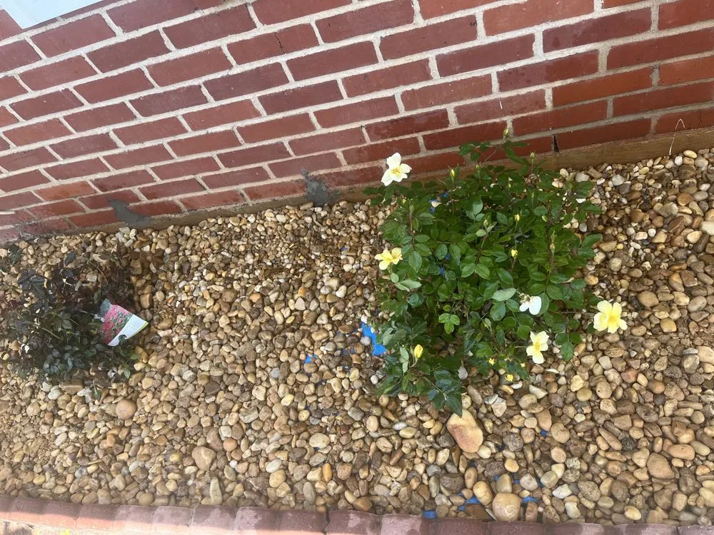 Trusted outdoor landscaping in Montgomery, AL - Lawn Care Service Vasquez