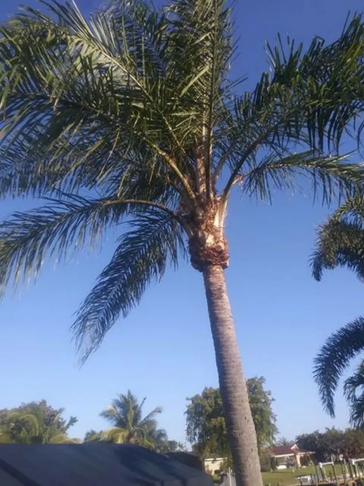 Professional lawn mowing service experts serving Cape Coral, FL - Lawn Care Service We Do It 4 You