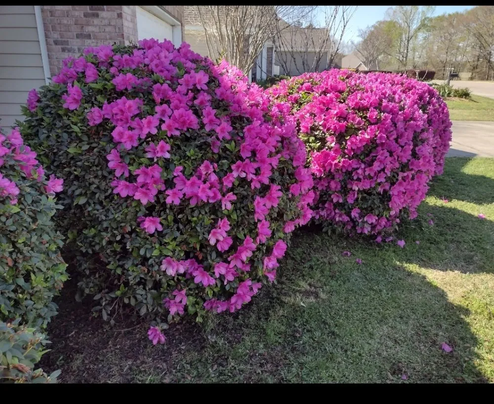 Reliable lawn care service in Hattiesburg, MS by Lawn Care Services Lawn King