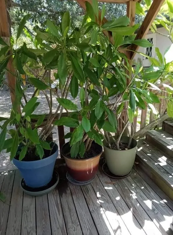 Trusted yard maintenance in Pinehurst, TX - Lawn Care Services