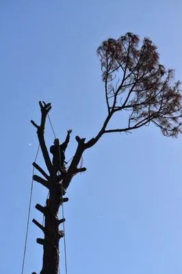 Lawn Care Specialist Logo