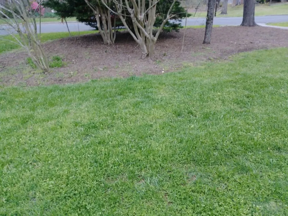 Professional lawn mowing service in Troy, NC by Lawn Care Specialist