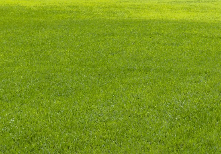 Top-rated landscaping services near you across Myrtle Beach, SC - Lawn Care Specialists of Myrtle Beach