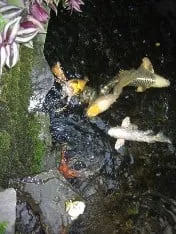 Local lawn mowing service experts serving Staten Island, NY - Lawn Care