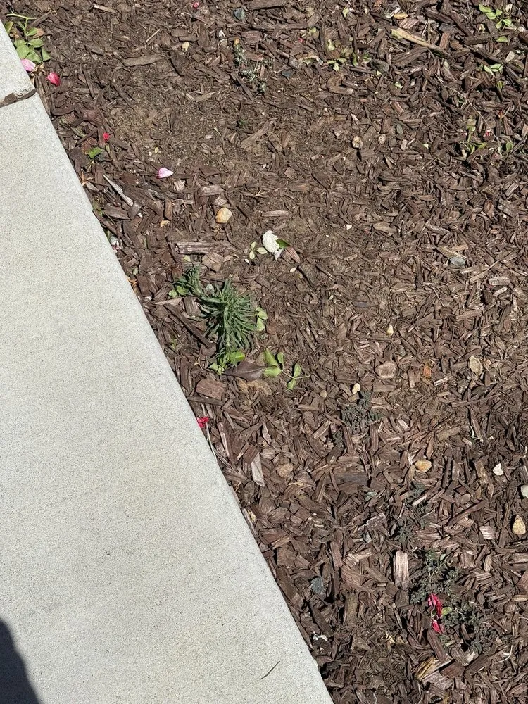 Expert landscape design near you across Sacramento, CA - Lawn Care Up