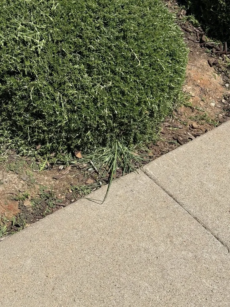 Reliable landscape design in Sacramento, CA by Lawn Care Up