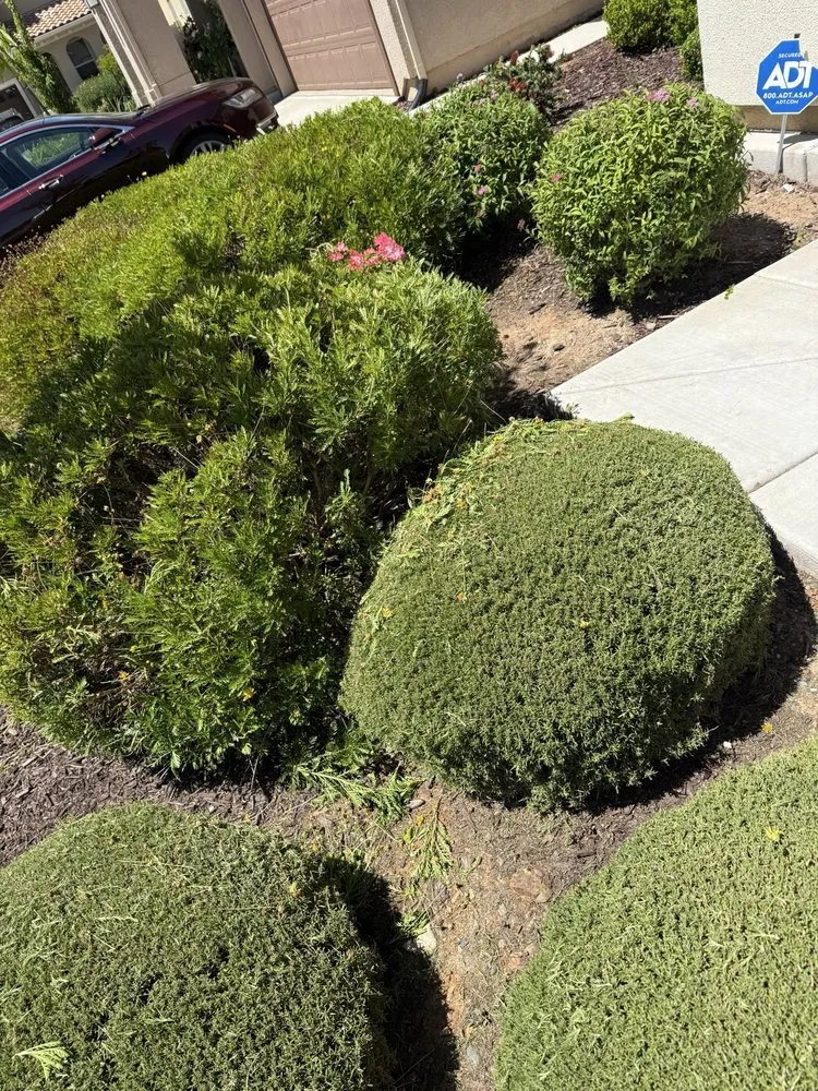 Professional lawn care service in Sacramento, CA by Lawn Care Up