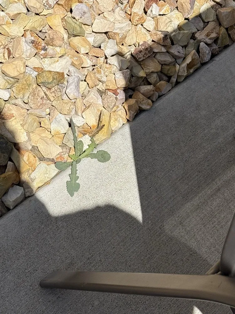 Reliable landscaping services in Sacramento, CA - Lawn Care Up